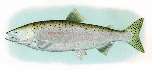 Pink salmon